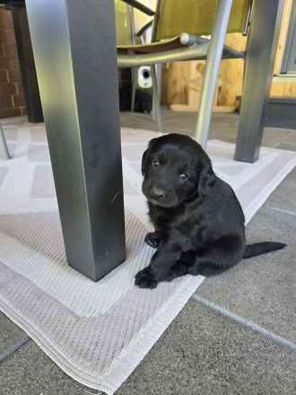 Cocker Spaniel × Border Collie Mix Welpen