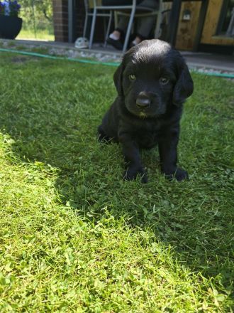 Cocker Spaniel × Border Collie Mix Welpen
