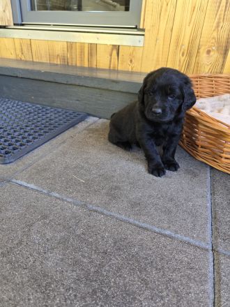 Cocker Spaniel × Border Collie Mix Welpen