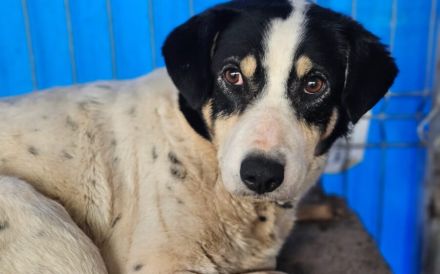 Mut braucht seine Zeit: Wer zeigt der sensiblen Shyla die Welt?