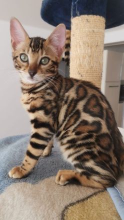 Bengal Kitten
