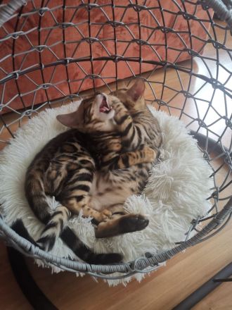 Bengal Kitten