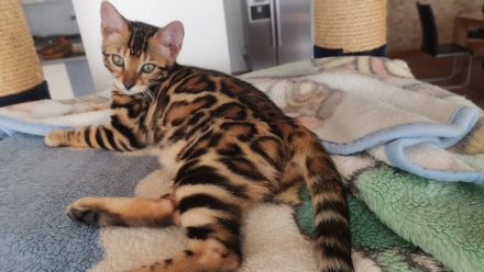 Bengal Kitten