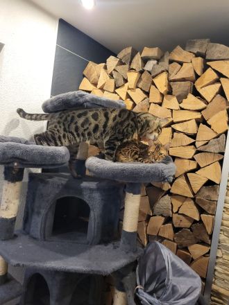 Bengal Kitten