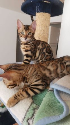 Bengal Kitten