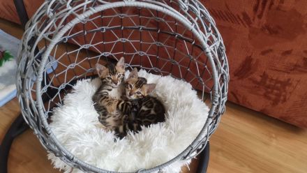Bengal Kitten