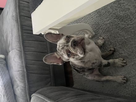 Französische Bulldogge Lilac Merle Rüde