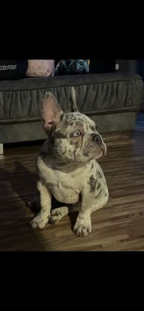Französische Bulldogge Lilac Merle Rüde