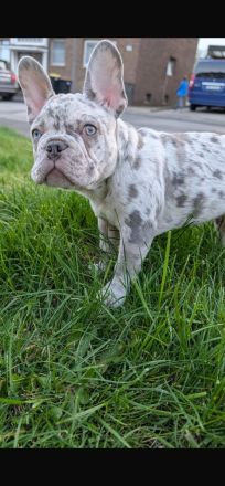 Französische Bulldogge Lilac Merle Rüde