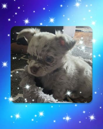 Chihuahua Welpen