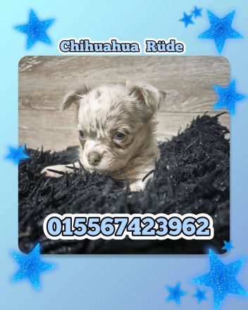 Chihuahua Welpen