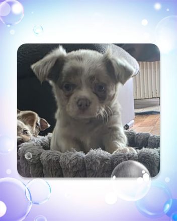 Chihuahua Welpen