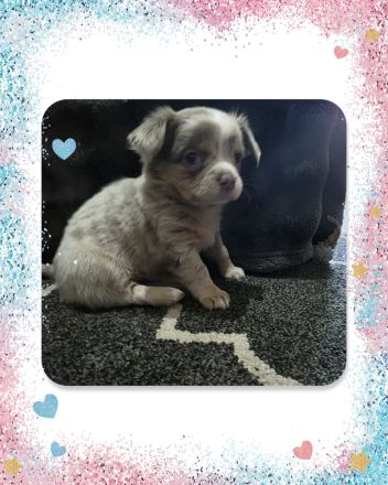 Chihuahua Welpen