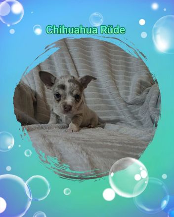 Chihuahua Welpen