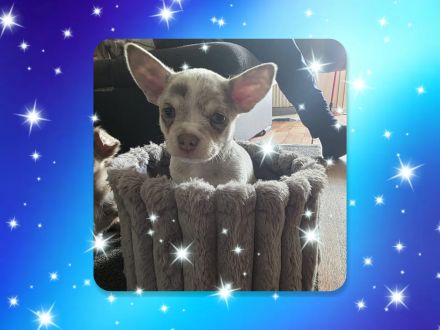 Chihuahua Welpen