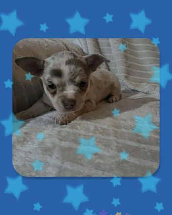 Chihuahua Welpen