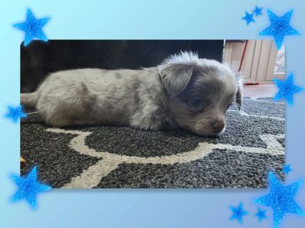 Chihuahua Welpen