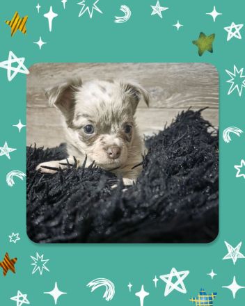 Chihuahua Welpen