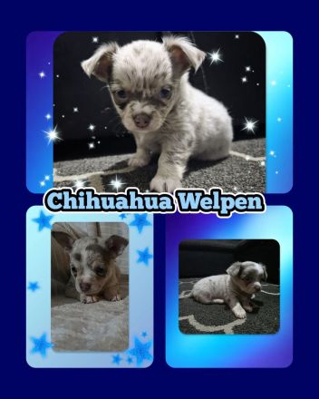 Chihuahua Welpen
