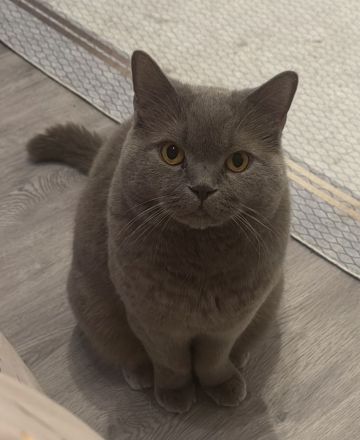 Deckkater