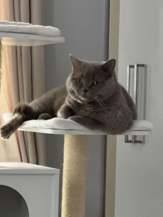 Deckkater