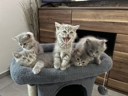 BKH kitten reinrassig