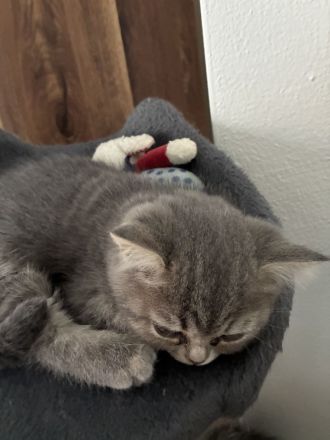 BKH kitten reinrassig