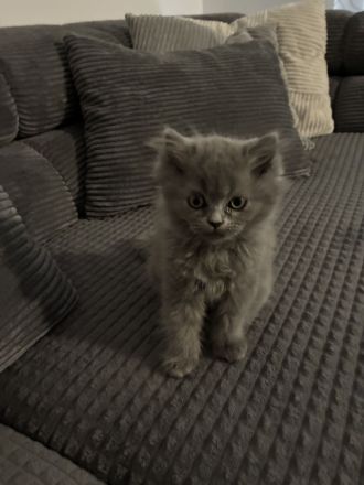 BKH kitten reinrassig