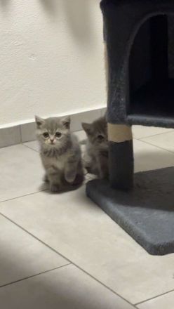 BKH kitten reinrassig