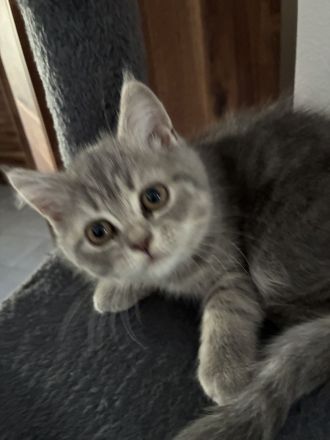 BKH kitten reinrassig