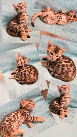 Dressycats