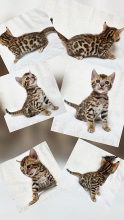 Dressycats