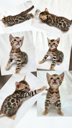 Dressycats