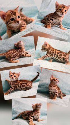 Dressycats