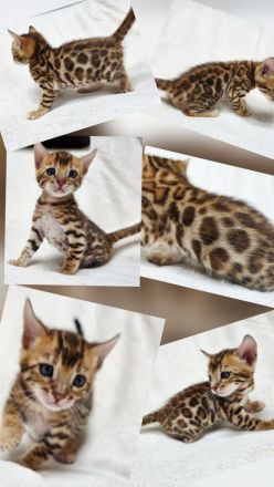 Dressycats