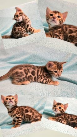 Dressycats