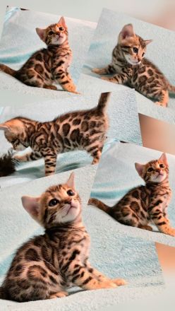 Dressycats