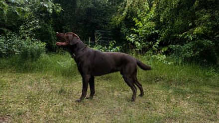 Labrador Deckrüde Mailo – zuchttauglich & genetisch analysiert