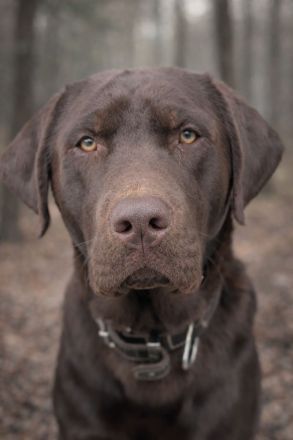 Labrador Deckrüde Mailo – zuchttauglich & genetisch analysiert