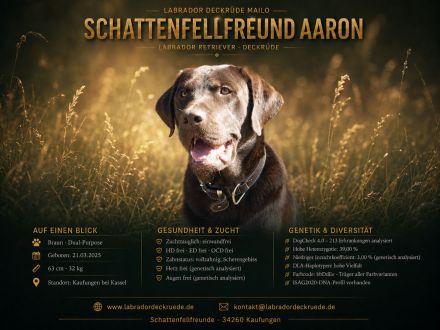 Labrador Deckrüde Mailo – zuchttauglich & genetisch analysiert