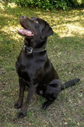 Labrador Deckrüde Mailo – zuchttauglich & genetisch analysiert