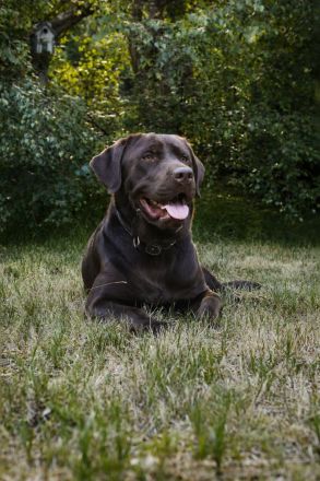 Labrador Deckrüde Mailo – zuchttauglich & genetisch analysiert