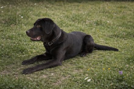 Labrador Deckrüde Mailo – zuchttauglich & genetisch analysiert