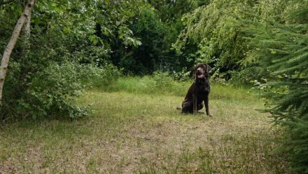 Labrador Deckrüde Mailo – zuchttauglich & genetisch analysiert