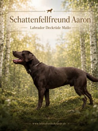 Labrador Deckrüde Mailo – zuchttauglich & genetisch analysiert