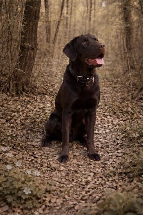 Labrador Deckrüde Mailo – zuchttauglich & genetisch analysiert