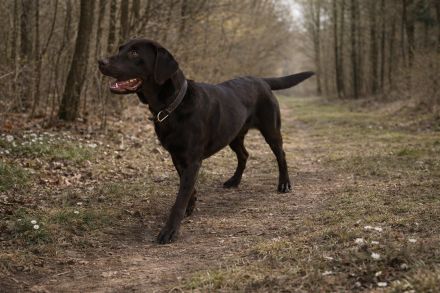 Labrador Deckrüde Mailo – zuchttauglich & genetisch analysiert