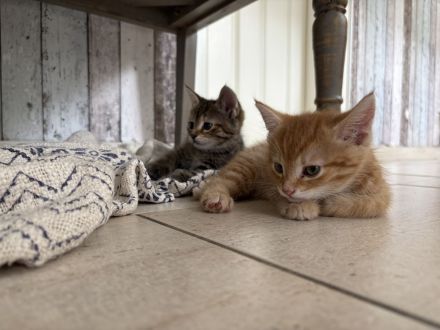 Katzenbabies (*07.03.2026)