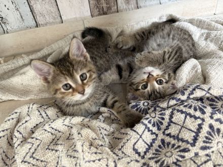 Katzenbabies (*07.03.2026)
