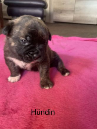 Wunderschöne Shiba-Inu, Old english Bulldogs Mix Welpen suchen ein liebevolles Zuhause